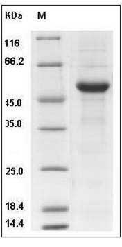 Mouse RANKL / OPGL / TNFSF11 / CD254 Protein (Fc Tag) SDS-PAGE