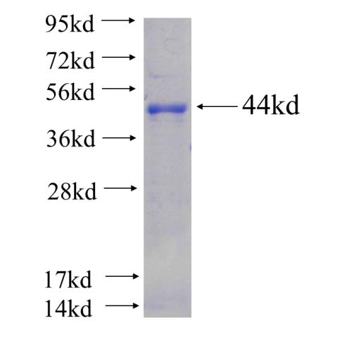 Recombinant human ZNF180 SDS-PAGE