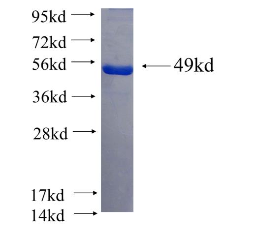 Recombinant human FADD SDS-PAGE