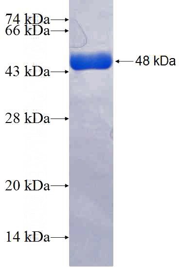 Recombinant Human ENOX1 SDS-PAGE