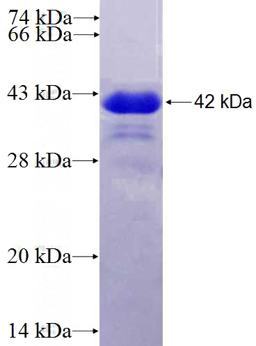 Recombinant Human ERG SDS-PAGE