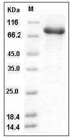 Human STXBP1 / UNC18A Protein (His & GST Tag) SDS-PAGE