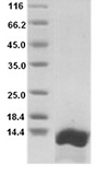 Rat CXCL10 / Crg-2 Protein 15916