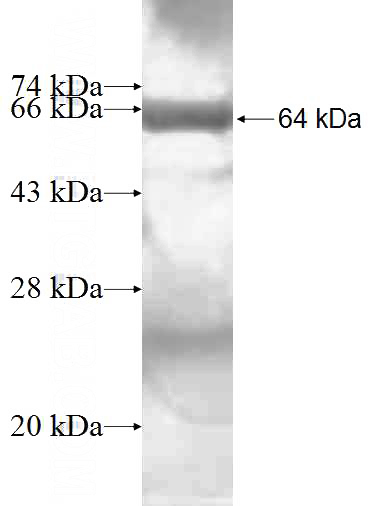 Recombinant Human PUM1 SDS-PAGE