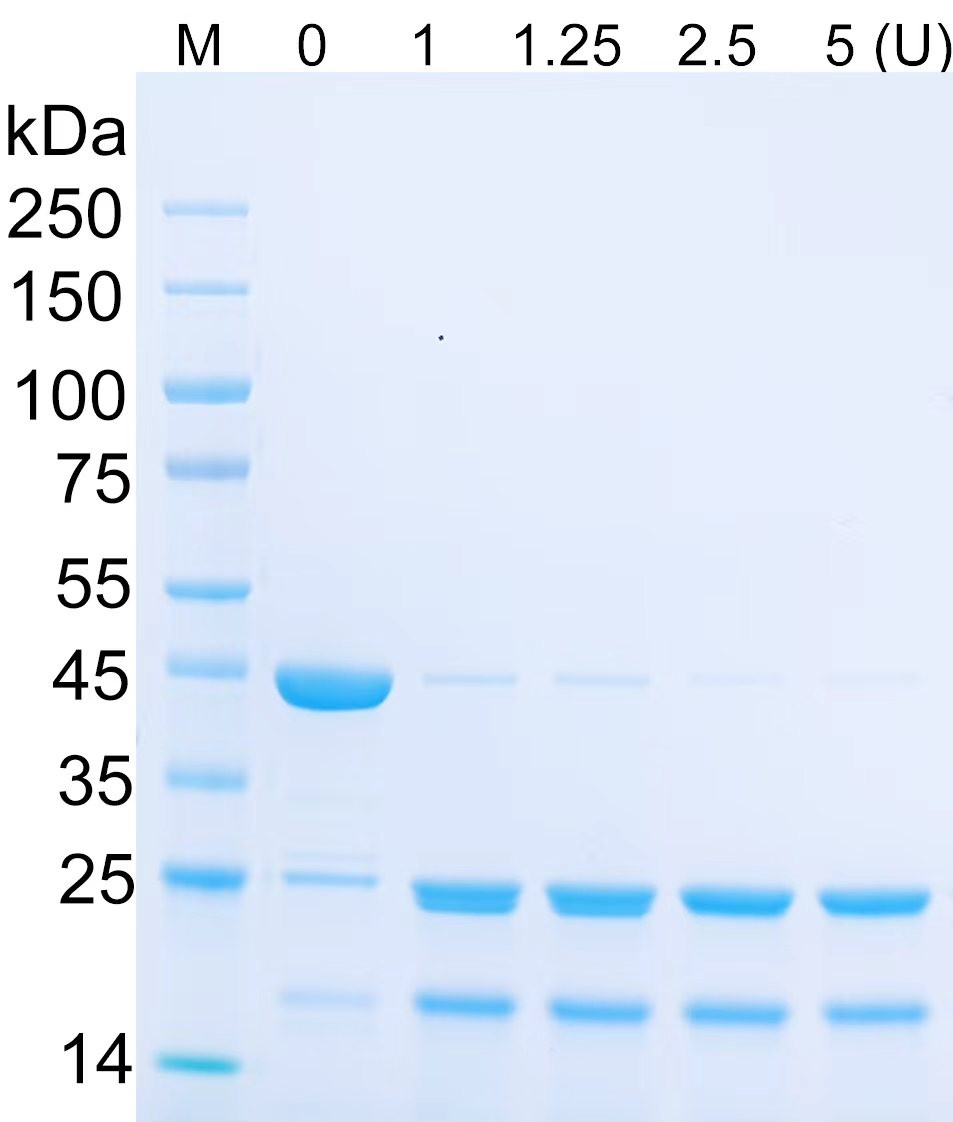 HRV-3C Protease (GST Tag) Activity Assay