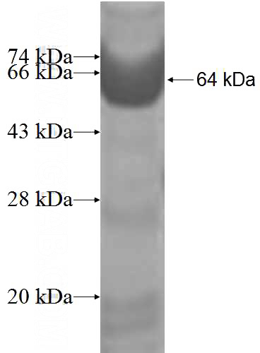 Recombinant Human NFATC4 SDS-PAGE