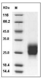 Human / Cynomolgus M-CSF / CSF-1 Protein (His Tag) SDS-PAGE