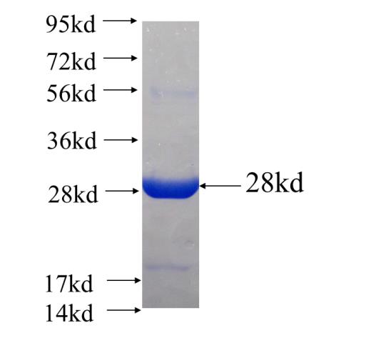 Recombinant Arabidopsis thaliana ROP9 SDS-PAGE