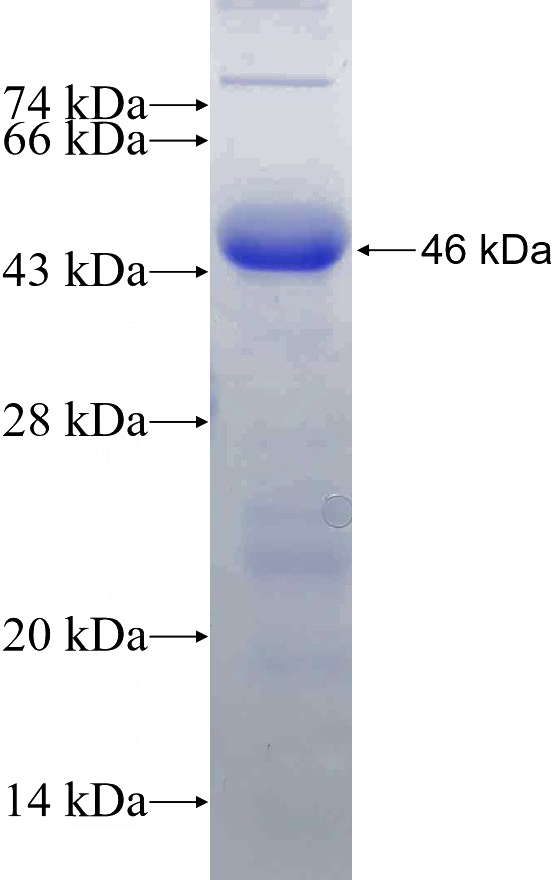Recombinant Human SREBF1 SDS-PAGE