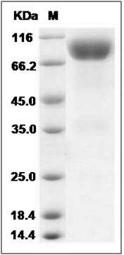 Cynomolgus FGFR1 / CD331 Protein (Fc Tag) SDS-PAGE