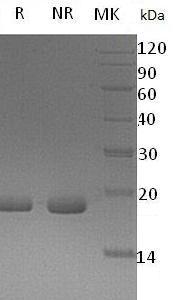 Human FGF10 recombinant protein