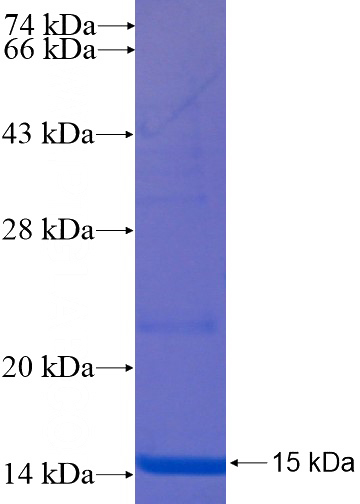 Recombinant Human Uroguanylin SDS-PAGE