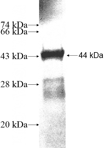 Recombinant Human GRHL3 SDS-PAGE