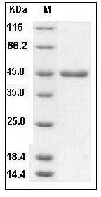 Human BMP-2 Protein (Fc Tag) SDS-PAGE