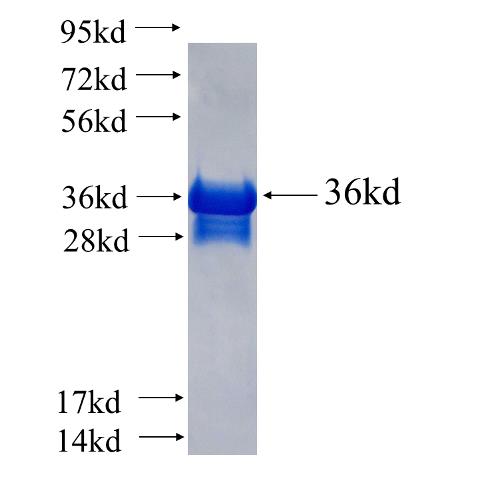 Recombinant human ELOF1(Full length) SDS-PAGE