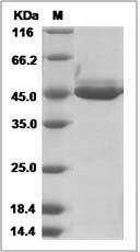Chi3l3 protein SDS-PAGE