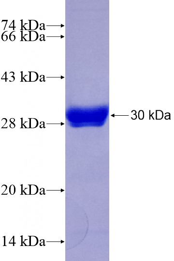 Recombinant Human HNF1B SDS-PAGE