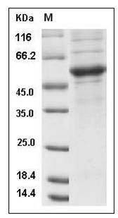 Mouse CD40L / CD154 / TNFSF5 Protein (Fc Tag) SDS-PAGE