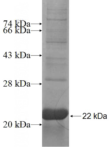 Recombinant Human MRPL14 SDS-PAGE