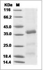 CER1 protein SDS-PAGE
