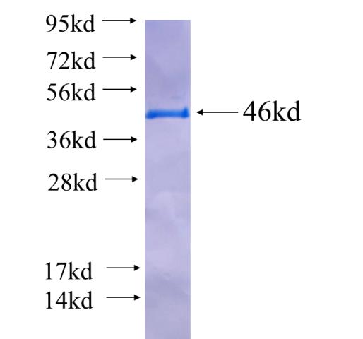Recombinant drosophila Mhc SDS-PAGE