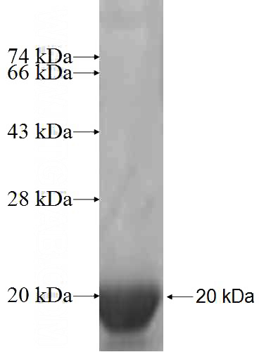 Recombinant Human H2AFJ SDS-PAGE