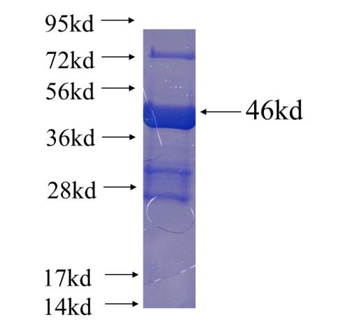 Recombinant human NDUFAF4(Full length) SDS-PAGE