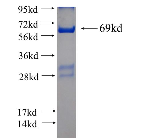 Recombinant human SYTL2 SDS-PAGE