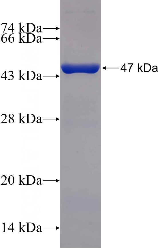 Recombinant Human AMD1 SDS-PAGE