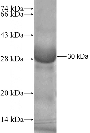 Recombinant Human PLD6 SDS-PAGE