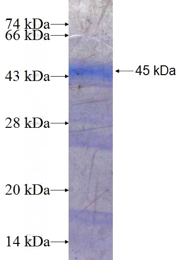 Recombinant Human NAT13 SDS-PAGE
