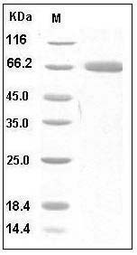 Human PD-L1 / B7-H1 / CD274 Protein (Fc Tag) SDS-PAGE