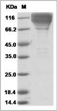 Mouse CEACAM1 / CD66a Protein (Fc Tag)