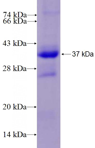 Recombinant Human HAX1 SDS-PAGE