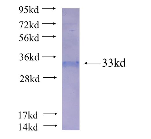 Recombinant human GNG3 SDS-PAGE