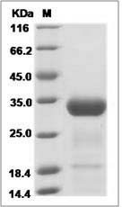 Canine Angiopoietin-2 / ANG2 Protein (His Tag)