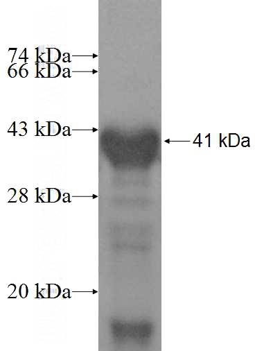 Recombinant Human USP48 SDS-PAGE