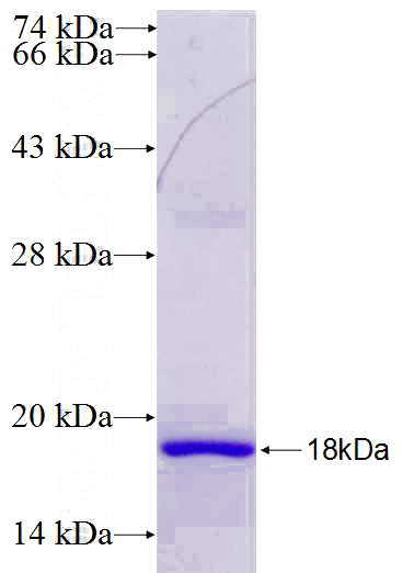 Recombinant Human MOCS3 SDS-PAGE
