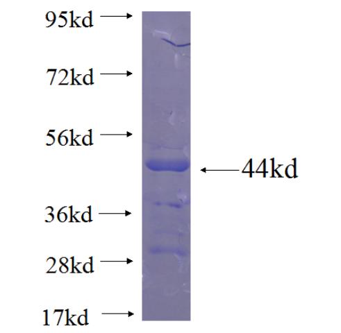 Recombinant human TBP SDS-PAGE
