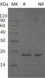 Human GCG (His tag) recombinant protein
