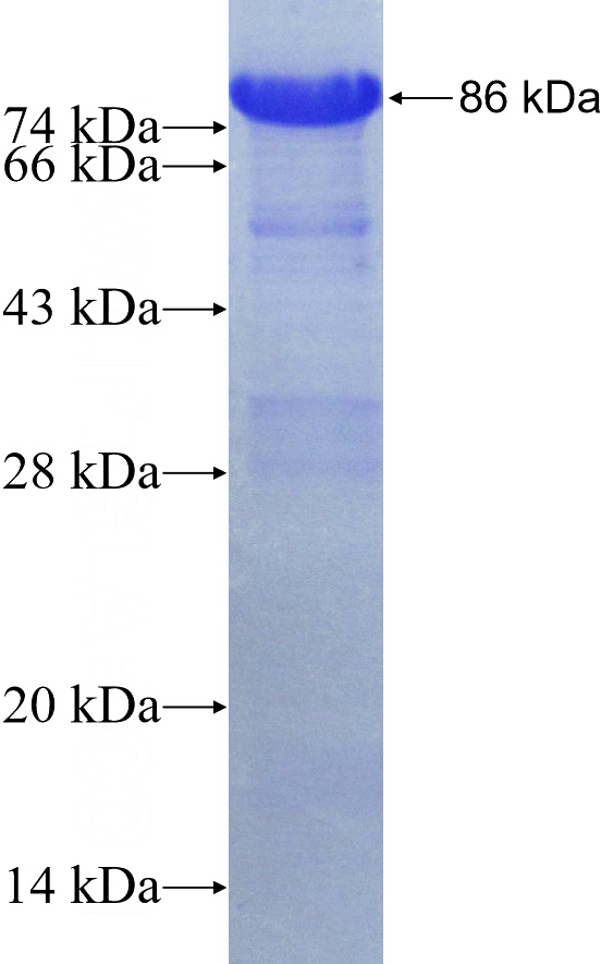 Recombinant Human WWP1 SDS-PAGE