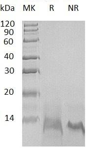 Human PF4/CXCL4/SCYB4 recombinant protein