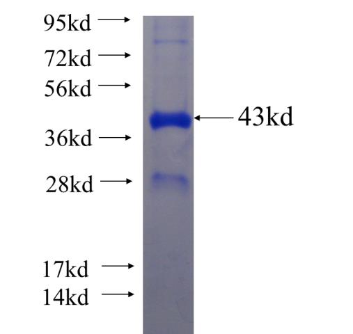 Recombinant human MGAT1 SDS-PAGE