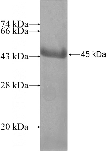Recombinant Human RANBP3L SDS-PAGE