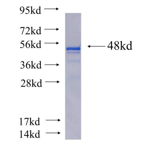 Recombinant human PLEKHA1 SDS-PAGE
