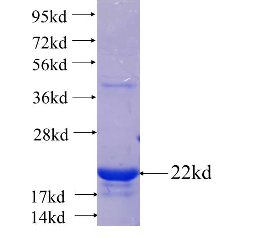 Recombinant human SNAPIN SDS-PAGE