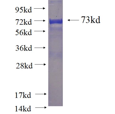 Recombinant human MPI SDS-PAGE