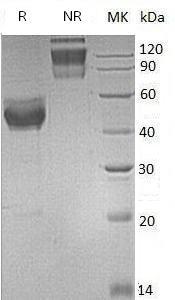 Mouse Tslp (Fc tag) recombinant protein
