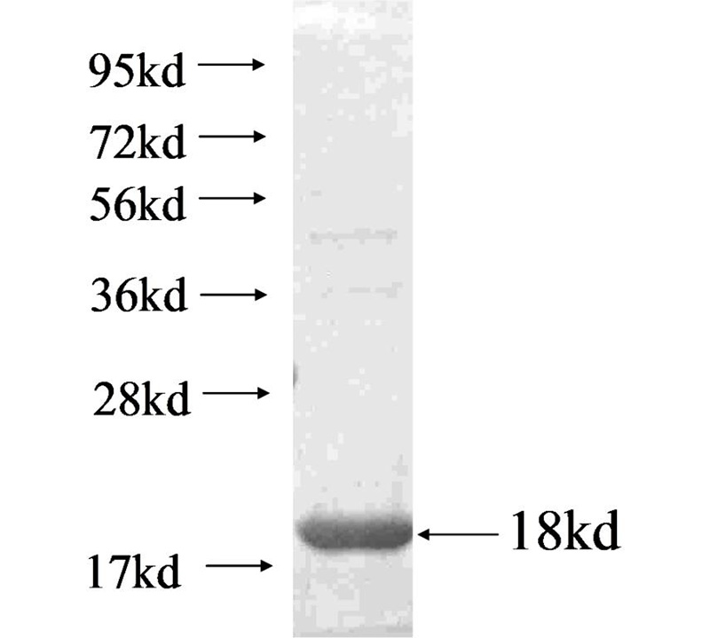 Recombinant Arabidopsis thaliana EDF1 SDS-PAGE