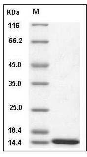 Human ISG15 / G1P2 Protein (mature form) SDS-PAGE